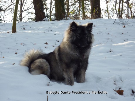 Babette Dante President z Merboltic 6.měs.