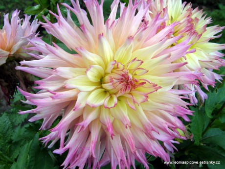 Jiřinky jsou prostě krááásné