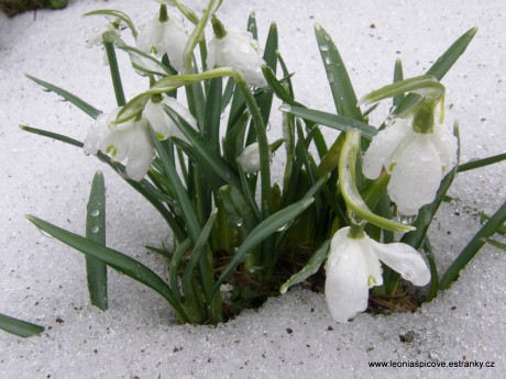 Sněženky -první poslové jara