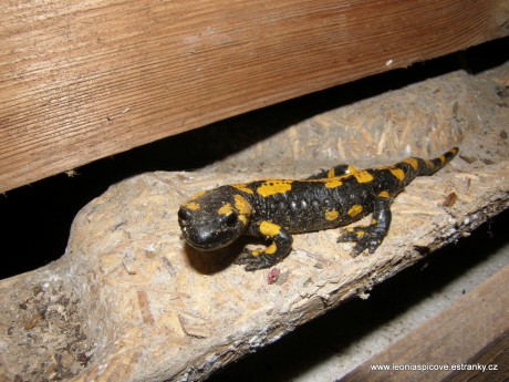 Vyskytují se zde mlok skvrnitý