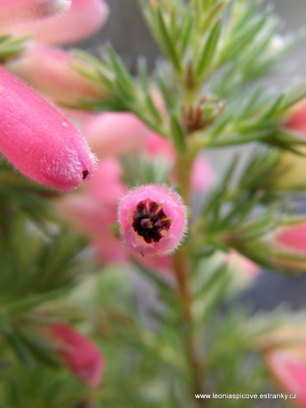 Vřesy mají své kouzlo