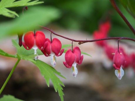 Srdcovka tmavě růžová