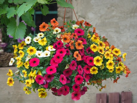 Závěs se surfínkami