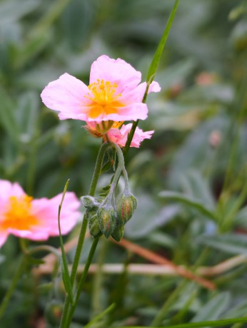 Devaterník růžový