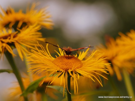 Kolotočník s babočkou