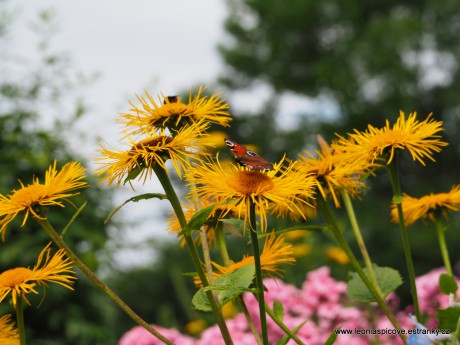 Babočka na paví oko na kolotočníku