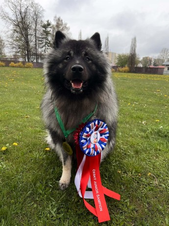 ODIN Český junior šampion