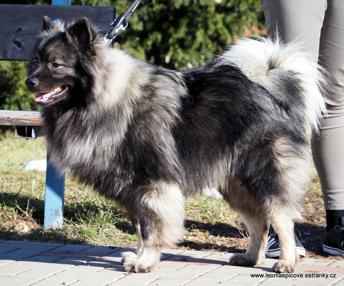 Grannus Black na bonitaci