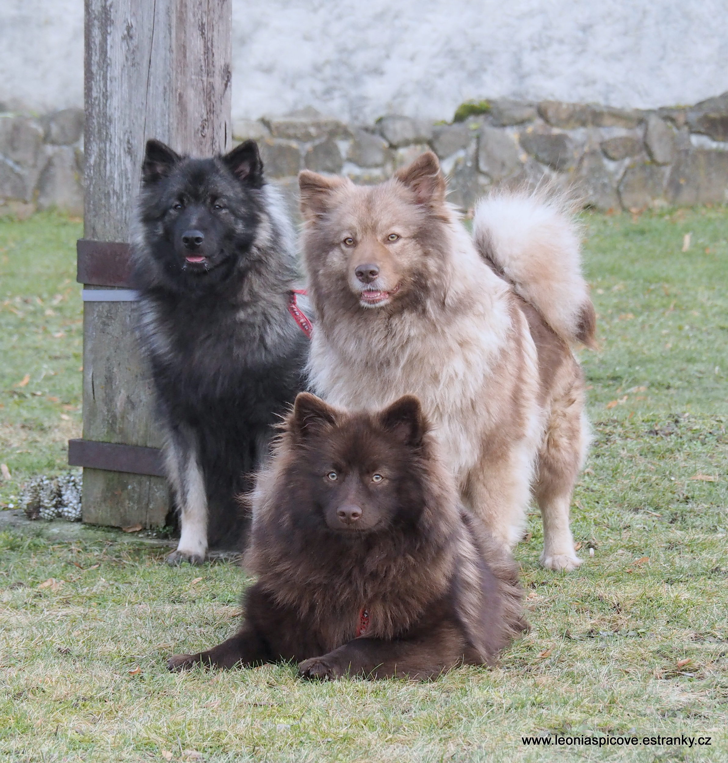 Kerunka + Gwenuška + Lízinka