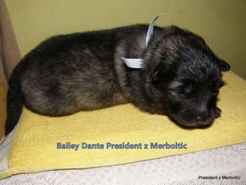 bailey-dante-president-z-merboltic--9.den-.jpg